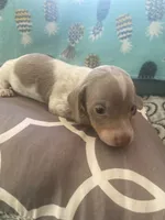 Carter, a male Miniature Dachshund for sale in Taylorsville, NC – 4 of 4