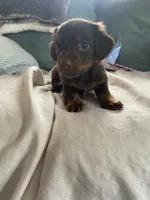 Honey, a female Miniature Dachshund for sale in Taylorsville, NC – 7 of 7