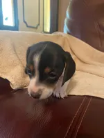 Ruby, a female Miniature Dachshund for sale in Taylorsville, NC – 2 of 4