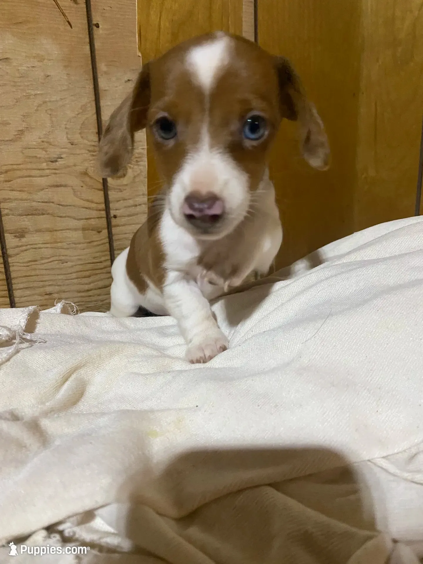 Ruby, a female Miniature Dachshund for sale in Taylorsville, NC – 3 of 10