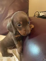 Oscar, a male Miniature Dachshund for sale in Taylorsville, NC – 4 of 5