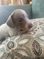 Ruby, a female Miniature Dachshund for sale in Taylorsville, NC – 2 of 4