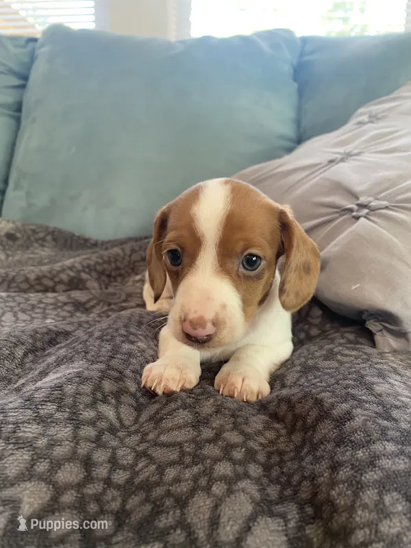Savannah – Miniature Dachshund puppy for sale in Taylorsville, NC