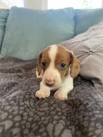 Savannah, a female Miniature Dachshund for sale in Taylorsville, NC – 1 of 4