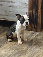 Bodey, a male Boston Terrier for sale in Taylorsville, NC – 2 of 8