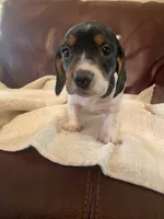Hank, a male Miniature Dachshund for sale in Taylorsville, NC – 2 of 4