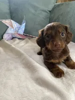 Honey, a female Miniature Dachshund for sale in Taylorsville, NC – 2 of 7