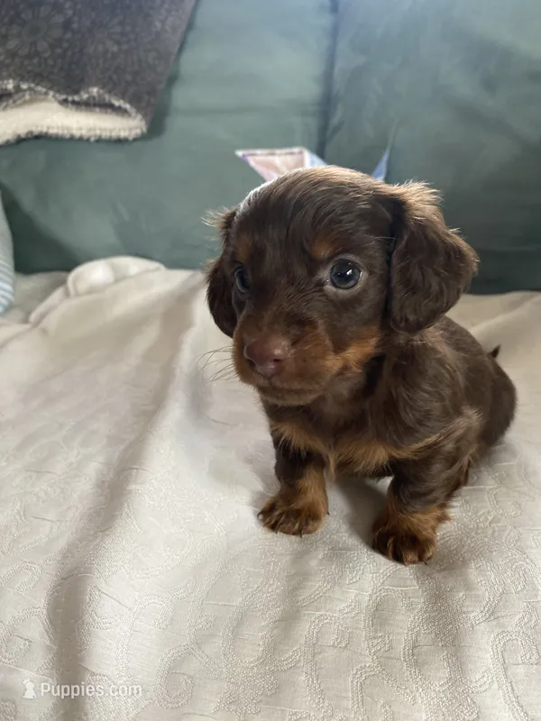 Honey – Miniature Dachshund puppy for sale in Taylorsville, NC