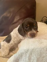 Joy AKC CkC, a female Miniature Dachshund for sale in Taylorsville, NC – 4 of 5
