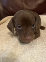 Sally akc ckc, a female Miniature Dachshund for sale in Taylorsville, NC – 2 of 4