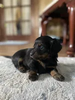 Beethoven, a male Miniature Dachshund for sale in Taylorsville, NC – 2 of 10