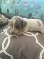 Ruby, a female Miniature Dachshund for sale in Taylorsville, NC – 4 of 4