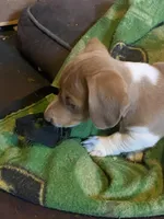 Runt AIC, a male Miniature Dachshund for sale in Taylorsville, NC – Photo 2 of 6