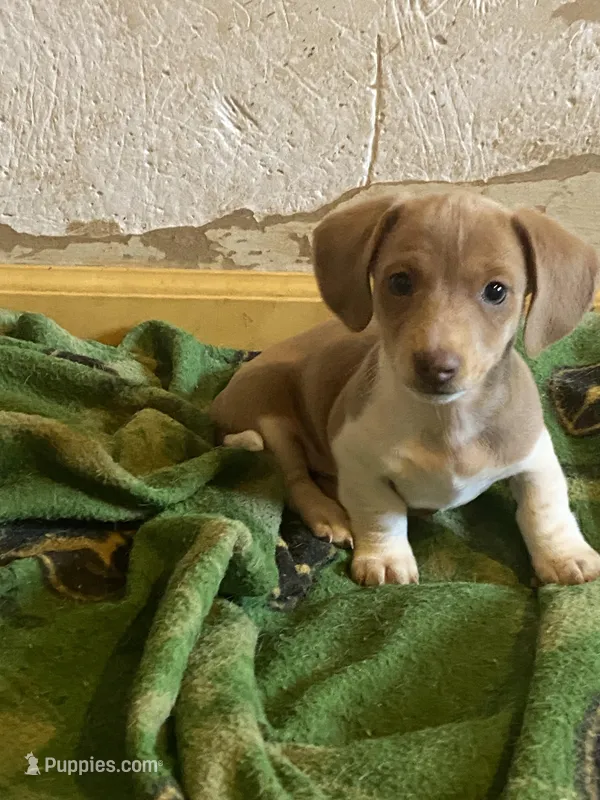 Runt AIC – Miniature Dachshund puppy for sale in Taylorsville, NC