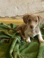 Runt AIC, a male Miniature Dachshund for sale in Taylorsville, NC – Photo 3 of 6