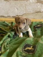 Runt AIC, a male Miniature Dachshund for sale in Taylorsville, NC – Photo 6 of 6