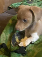 Runt AIC, a male Miniature Dachshund for sale in Taylorsville, NC – Photo 4 of 6