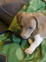 Runt AIC, a male Miniature Dachshund for sale in Taylorsville, NC – Photo 5 of 6