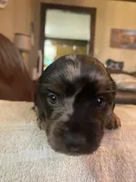 Pepper Akc Ckc longhair, a male Miniature Dachshund for sale in Taylorsville, NC – 3 of 5