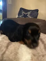 Bowie, a male Miniature Dachshund for sale in Taylorsville, NC – 4 of 7