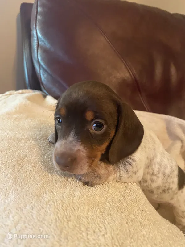 Joy AKC CkC – Miniature Dachshund puppy for sale in Taylorsville, NC