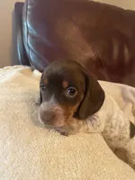 Joy AKC CkC, a female Miniature Dachshund for sale in Taylorsville, NC – 2 of 5