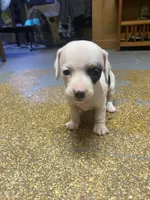 Dotty, a female Miniature Dachshund for sale in Taylorsville, NC – Photo 6 of 6