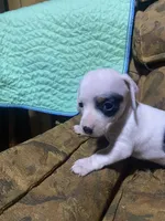 Dotty, a female Miniature Dachshund for sale in Taylorsville, NC – Photo 4 of 6