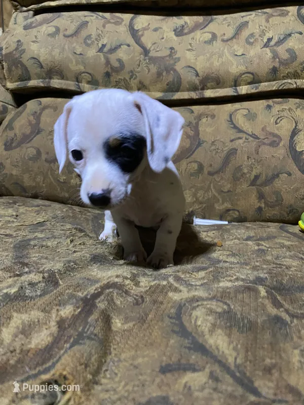 Dotty AKC – Miniature Dachshund puppy for sale in Taylorsville, NC