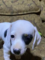 Dotty AKC, a female Miniature Dachshund for sale in Taylorsville, NC – Photo 2 of 7