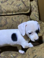 Dotty AKC, a female Miniature Dachshund for sale in Taylorsville, NC – Photo 4 of 7