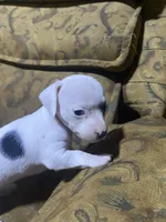 Dotty, a female Miniature Dachshund for sale in Taylorsville, NC – Photo 3 of 6