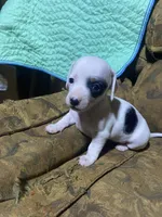 Dotty, a female Miniature Dachshund for sale in Taylorsville, NC – Photo 5 of 6