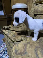 Dotty AKC, a female Miniature Dachshund for sale in Taylorsville, NC – Photo 3 of 7