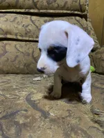 Dotty AKC, a female Miniature Dachshund for sale in Taylorsville, NC – Photo 6 of 7