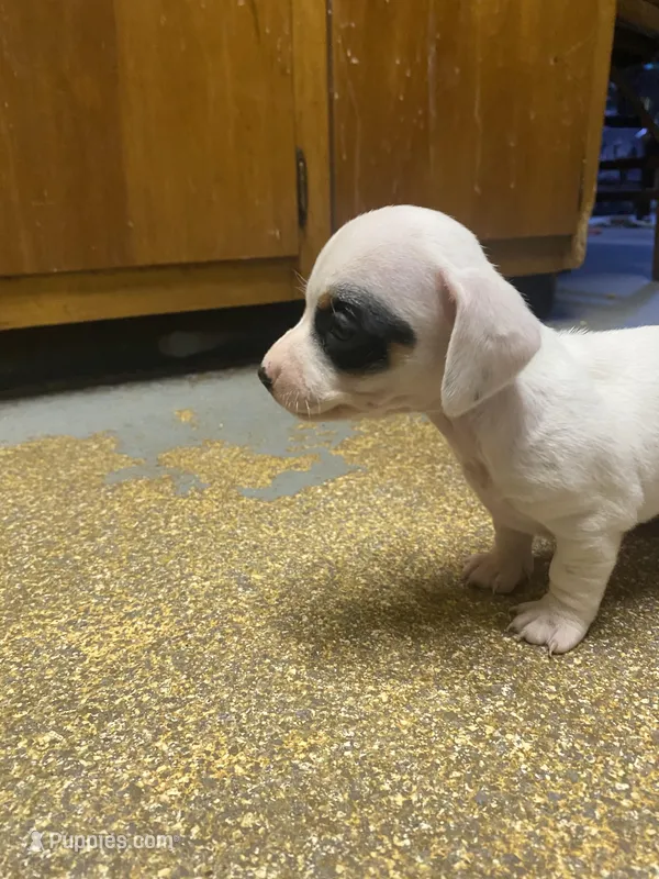 Dotty – Miniature Dachshund puppy for sale in Taylorsville, NC