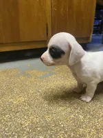 Dotty, a female Miniature Dachshund for sale in Taylorsville, NC – Photo 1 of 6