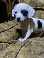 Dotty AKC, a female Miniature Dachshund for sale in Taylorsville, NC – Photo 1 of 7