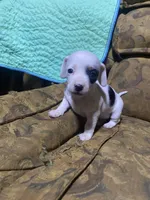 Dotty, a female Miniature Dachshund for sale in Taylorsville, NC – Photo 2 of 6