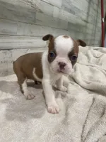 Peaches AKC, a female Boston Terrier for sale in Taylorsville, NC – 3 of 4