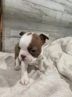 Peaches AKC, a female Boston Terrier for sale in Taylorsville, NC – 2 of 4
