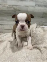 Peaches AKC, a female Boston Terrier for sale in Taylorsville, NC – 4 of 4