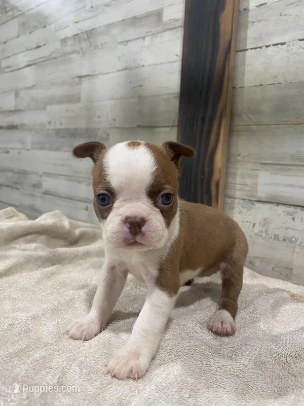 Peaches AKC – Boston Terrier puppy for sale in Taylorsville, NC