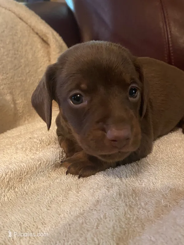 Sally akc ckc – Miniature Dachshund puppy for sale in Taylorsville, NC