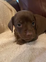 Sally akc ckc, a female Miniature Dachshund for sale in Taylorsville, NC – 1 of 4