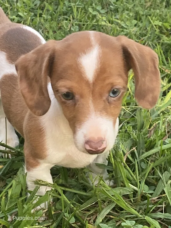 Ruby – Miniature Dachshund puppy for sale in Taylorsville, NC