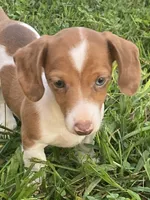 Ruby, a female Miniature Dachshund for sale in Taylorsville, NC – 4 of 5
