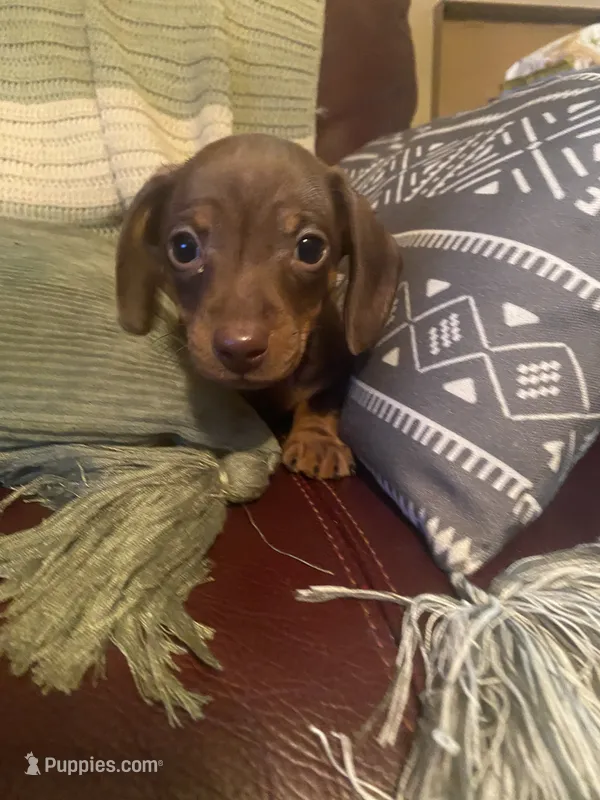Toby AKC – Miniature Dachshund puppy for sale in Taylorsville, NC