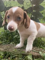 Ruby, a female Miniature Dachshund for sale in Taylorsville, NC – 5 of 5