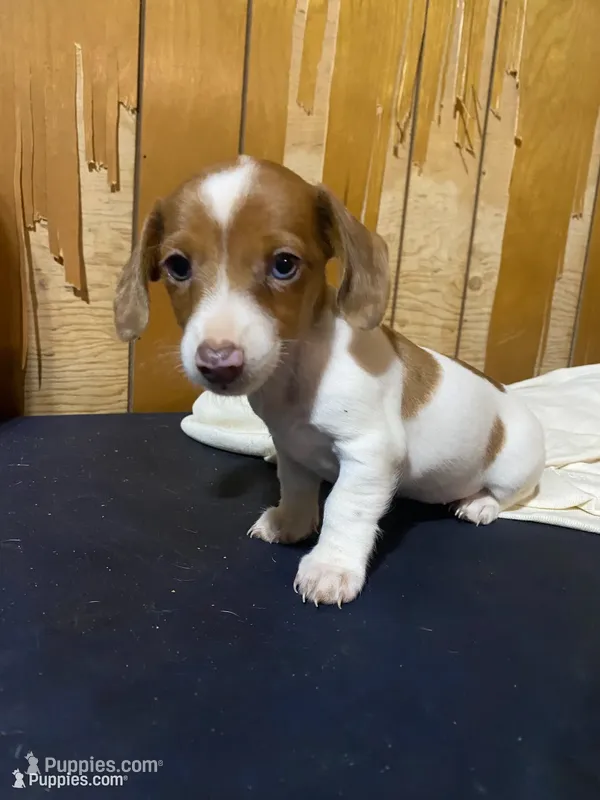 Ruby – Miniature Dachshund puppy for sale in Taylorsville, NC